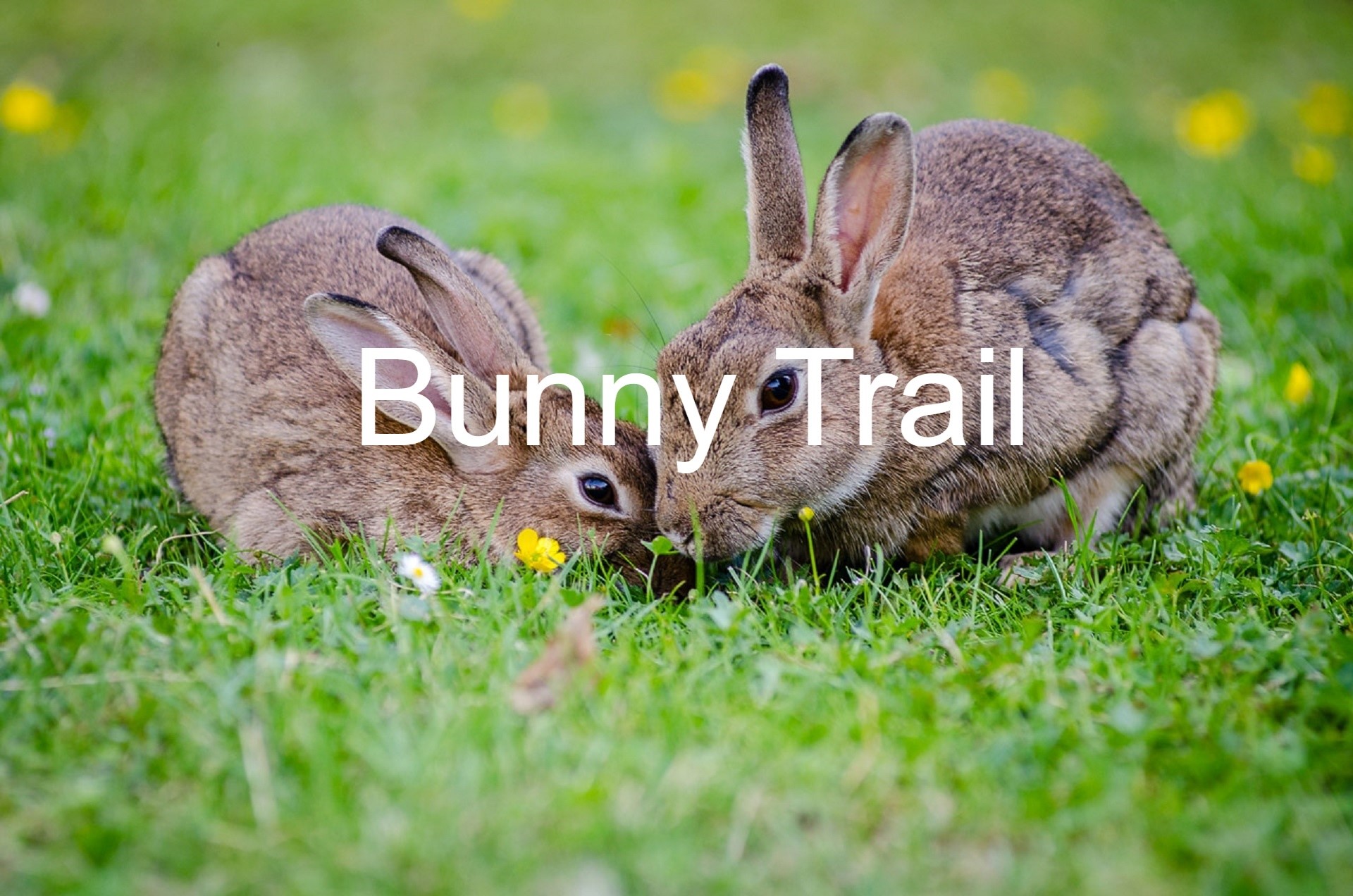 Bunny Trail 2.jpg